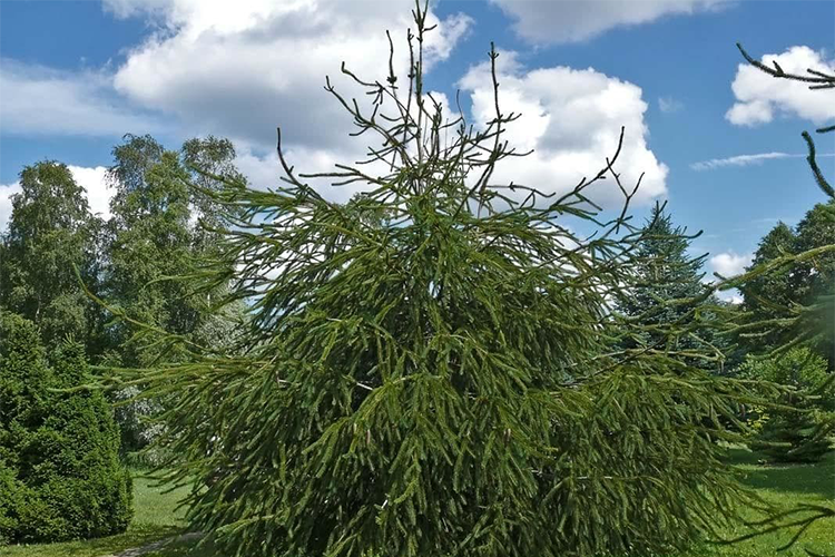 Ель обыкновенная Виргата (Picea abies Virgata) С3 — Питомник Летний сад